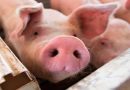 Complejo respiratorio, causa de mortandad de cerdos en rastro de Tepic