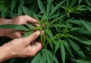 Cannabis podría evitar la infección por Covid-19