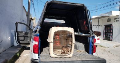 Rescata Unidad Canina de la Policía Tepic a perrito que sufría maltrato