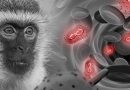 OMS declara el fin de la emergencia sanitaria por viruela del mono