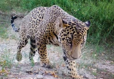 Jaguar es localizado sin vida en la autopista Tepic – Villa Unión