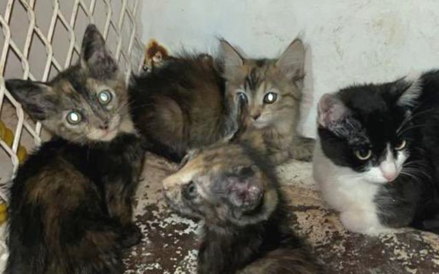 gatos-rescatados-operativo-sonora