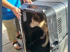 Unidad Canina rescata a mascota Husky en la colonia Emiliano Zapata de Tepic