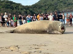 Elefante marino que visitó playa Los Ayala, causa sensación a nivel nacional