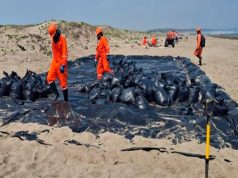 Suman más de 30 toneladas de hidrocarburo recogido de playas de Veracruz