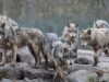 Reintroducen con éxito a familia de lobos mexicanos en Durango