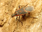 México, uno de los países más afectado por la enfermedad de Chagas
