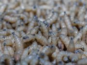 Muere adulto mayor en Oaxaca diagnosticado con miasis por gusano barrenador