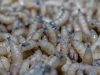 Confirman primer caso de una persona con infección de gusano barrenador en Jalisco
