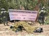 Marina destruye plantío y secadero de marihuana en inmediaciones del Lago Walamito, Sinaloa