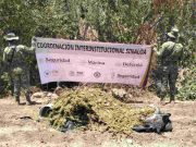 Marina destruye plantío y secadero de marihuana en inmediaciones del Lago Walamito, Sinaloa