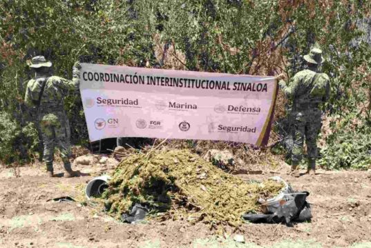Marina destruye plantío y secadero de marihuana en inmediaciones del Lago Walamito, Sinaloa