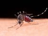 Suman 4 muertes por dengue y más de dos mil casos en México