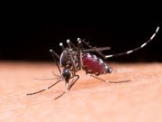 Suman 4 muertes por dengue y más de dos mil casos en México