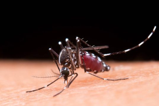 Suman 4 muertes por dengue y más de dos mil casos en México