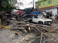 Árbol se desploma de raíz y cae sobre camioneta; conductor se salva de milagro