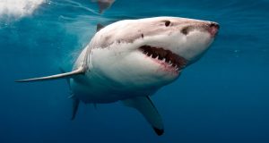 Mujer sufre heridas graves tras ataque de tiburón en una playa en Sídney, Australia