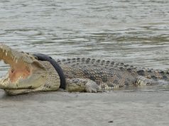Localizan cuerpo sin vida de joven atacado por cocodrilo en Vallarta