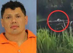 Un hombre que huía de la Policía es atacado por un caimán en Luisiana (EE.UU.)