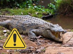 Un niño de 3 años en estado crítico tras ser arrojado a los cocodrilos en un zoológico británico: hay un detenido