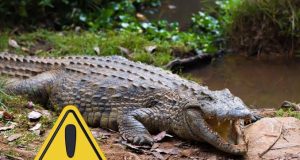 Un niño de 3 años en estado crítico tras ser arrojado a los cocodrilos en un zoológico británico: hay un detenido