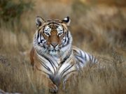 Escapa tigre de reserva en Edomex; piden no intentar capturarlo