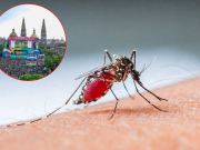 Confirman caso de malaria en Jalisco; paciente llegó al país por el Mundial 2026