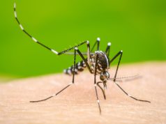 Aumentan los casos de dengue en México; suman siete muertes en lo que va de 2026