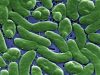 Muere una persona por la bacteria “come carne” en Florida