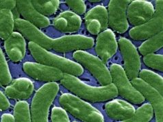 Muere una persona por la bacteria “come carne” en Florida
