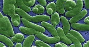Muere una persona por la bacteria “come carne” en Florida