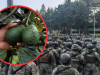 México despliega operativo especial para proteger al sector aguacatero de Michoacán