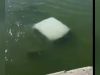 Mueren cuatro elementos de la Marina tras caer a un río en Tamaulipas