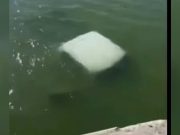 Mueren cuatro elementos de la Marina tras caer a un río en Tamaulipas