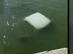 Mueren cuatro elementos de la Marina tras caer a un río en Tamaulipas