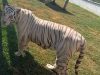 Aseguran más de 130 animales exóticos y 68 mil litros de huachicol en Tamaulipas