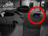 Pantera ataca a mujer en Durango; Profepa logra asegurar al felino