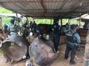 Inhabilitan tres narcolaboratorios en Guerrero; aseguran más de 7.8 toneladas de sustancias y precursores.