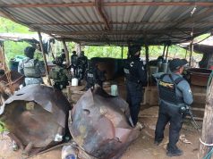 Inhabilitan tres narcolaboratorios en Guerrero; aseguran más de 7.8 toneladas de sustancias y precursores.
