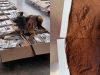 Aseguran una tonelada de cocaína oculta en cargamento de café en el AICM