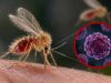Virus Shamonda: investigan primera infección humana tras muerte de un paciente en Francia